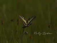 Grote pages [Papilionidae]
